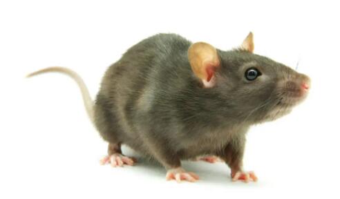 老鼠
